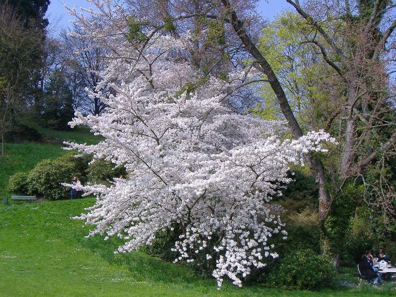 Fruehling in Baden Baden (12) 